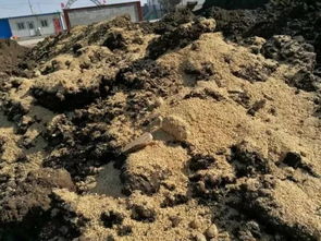 传统、商品与生物有机肥 果园施用与土壤钝化的最优选择